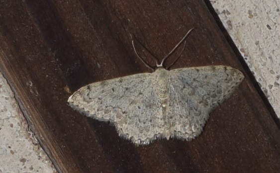 Scopula marginepunctata (Geometridae)